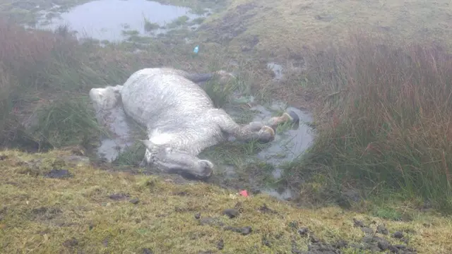 Angel, the horse, in ditch