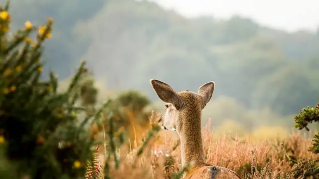 Fallow Deer on Cannock Chase via facebook