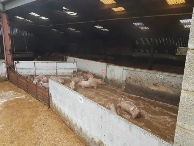 Pigs in a flood