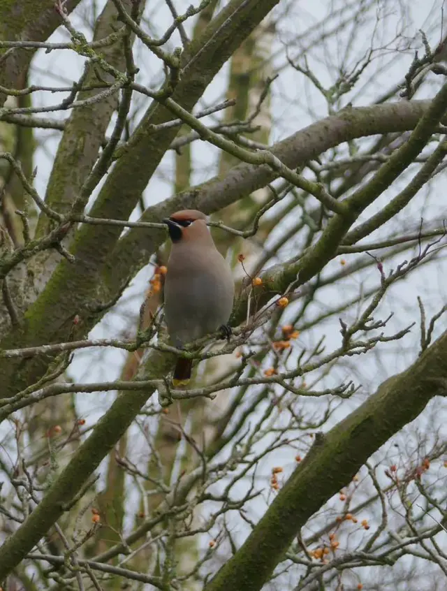 Bird in tree