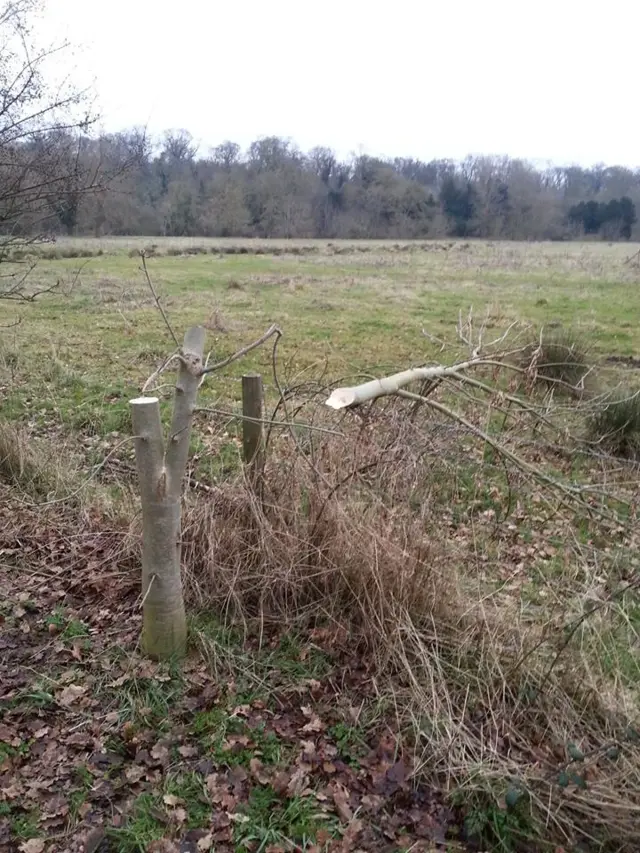 Snapped tree