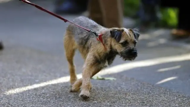 Dog on lead