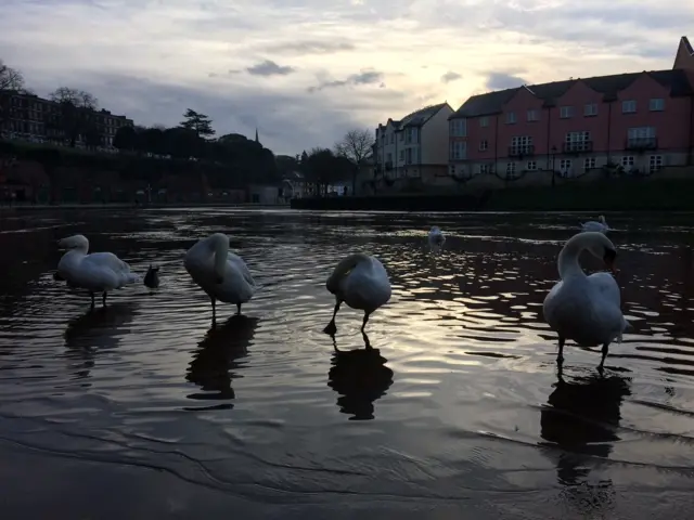 Swans