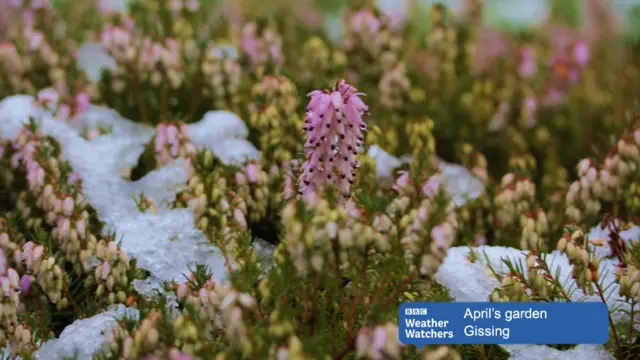 Low lying heather shrubs in snow