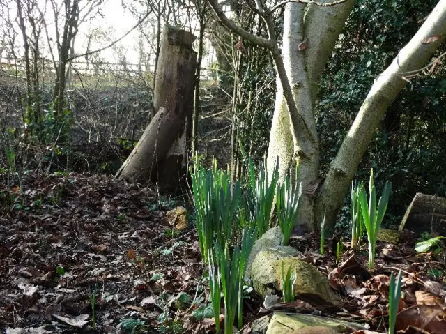 bulbs shooting up at Severn Stoke