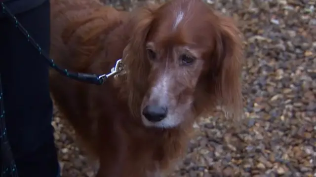 A close-up of Rudey the dog