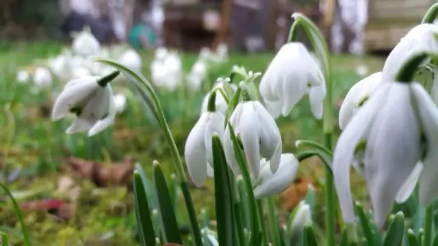 Snowdrops