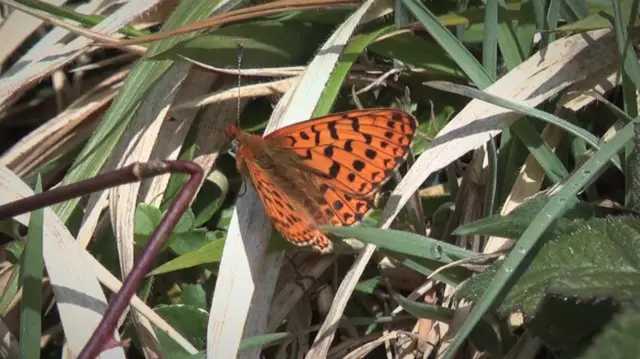 Pearl-bordered fritillary butterfly