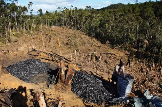 Madagascar forest