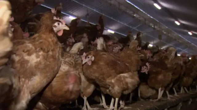 Brown hens in a poultry shed