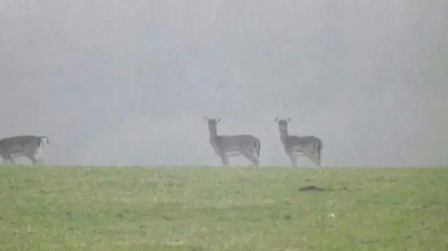 Deer in fog