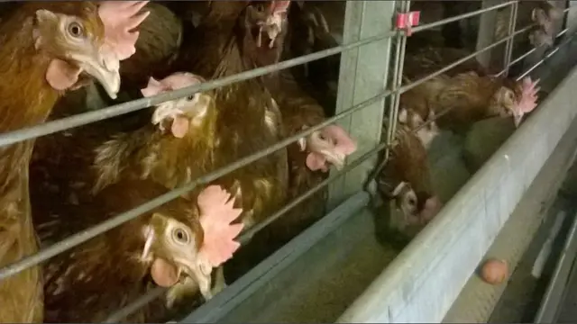 Caged hens