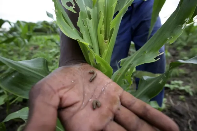 Armyworms in Shepherd Nyoni"s hand that has damaged his maize crop at his field in rural Bubi, in Matabeleland North, near Bulawayo, Zimbabwe, 26 January 2017.