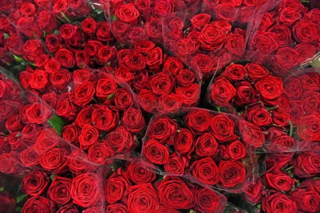 Cellophane wrapped red roses, in bunches of 12