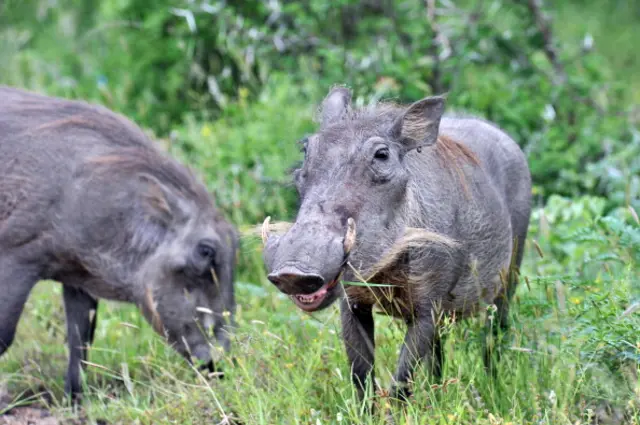 Photo taken on February 6, 2013 shows two warthogs in the Kruger National Park near Nelspruit, South Africa.