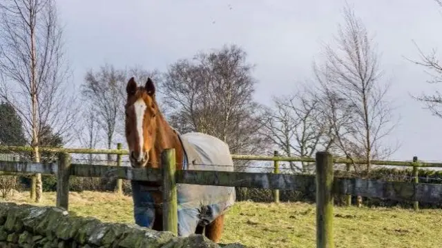 Horse in field