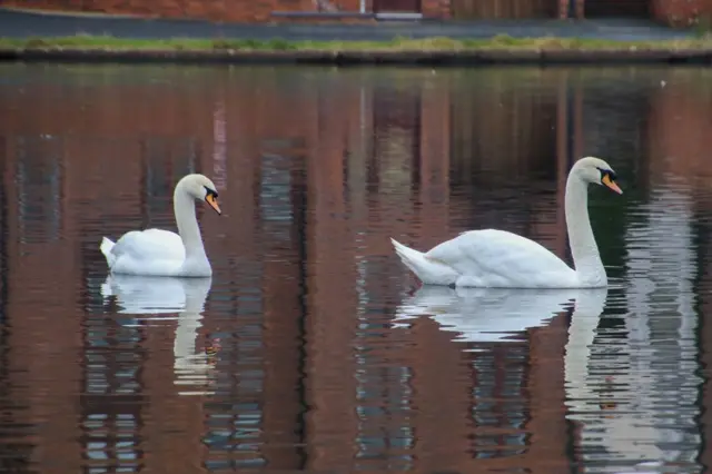 Swans