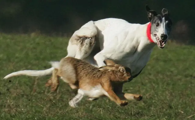 Hare coursing