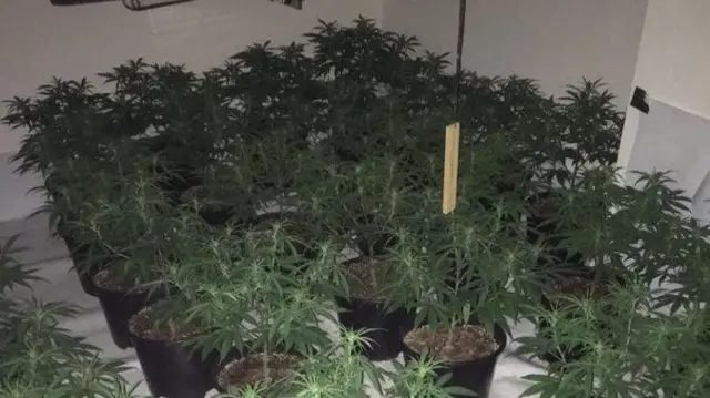 Cannabis plants in latest seizure