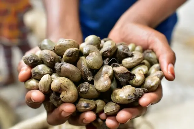 Raw cashew nuts (archive shot)