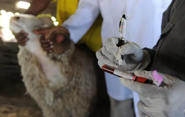 A veterinary officer labels a blood specimen taken from a sheep