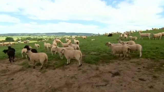 Sheep on a Herefordshire tenant farm