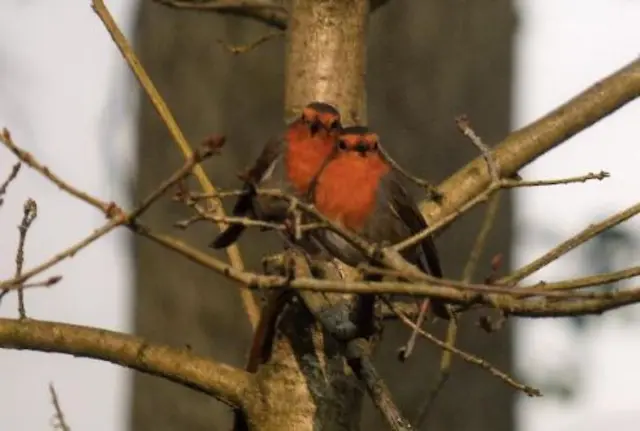 Robins