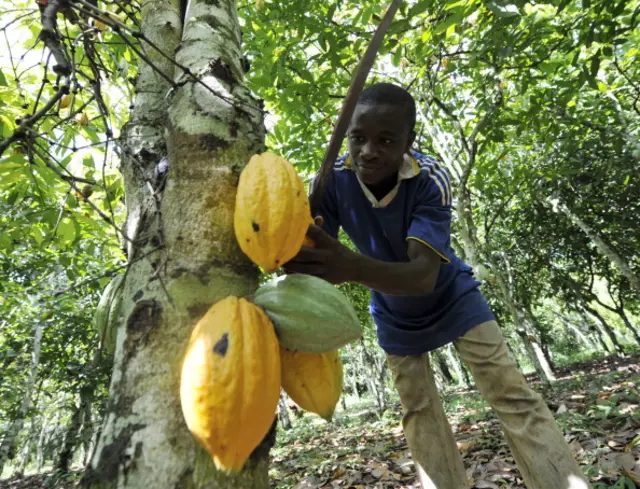 A young employee harvests beans from a cocoa tree in Amichiakro in a cocoa plantation in Divo - October 2010