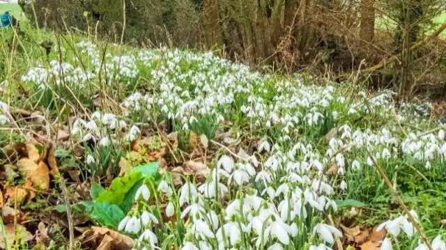 Madeley snowdrops