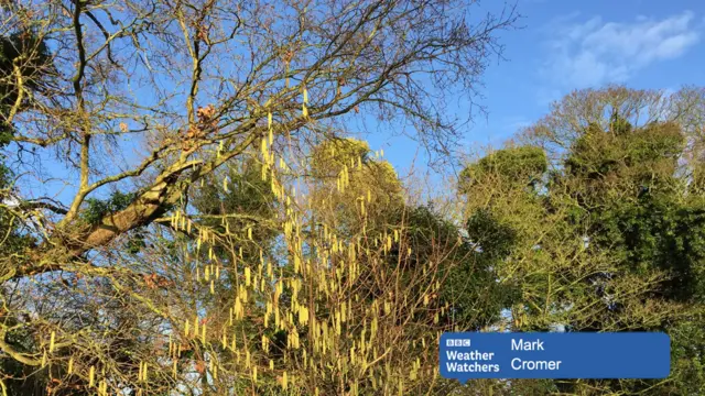 Catkins in the sunshine