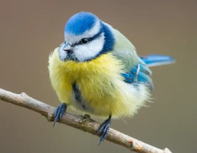 A blue tit on a twig