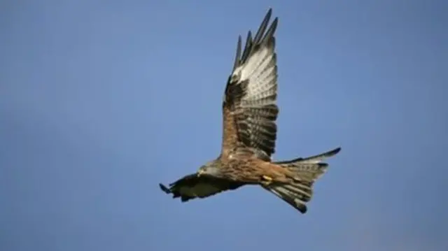 Red Kite