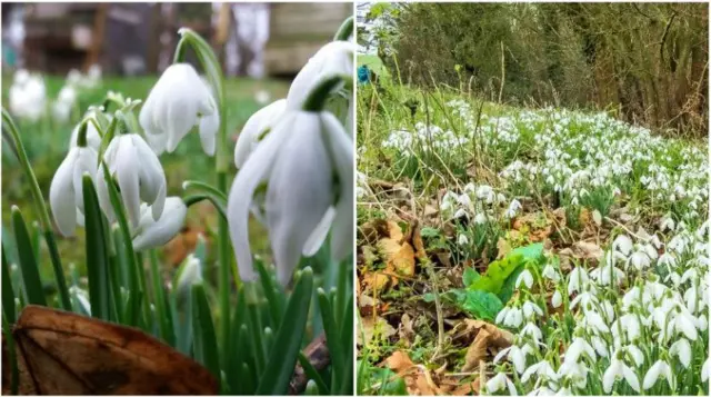 Snowdrops