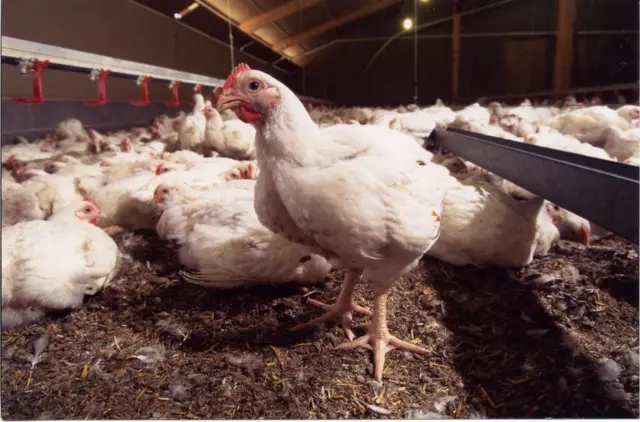 Birds in a poultry rearing shed