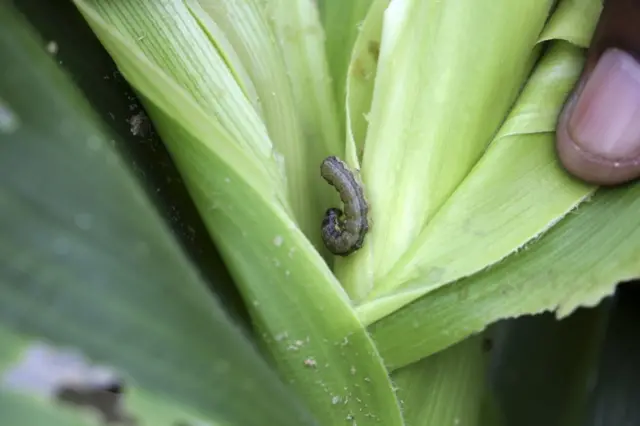 Scholastic Ncube shows the extend of the damage to his maize crop by the fall-armyworms at his field in rural Bubi, in Matabeleland North, near Bulawayo, Zimbabwe, 26 January 2017