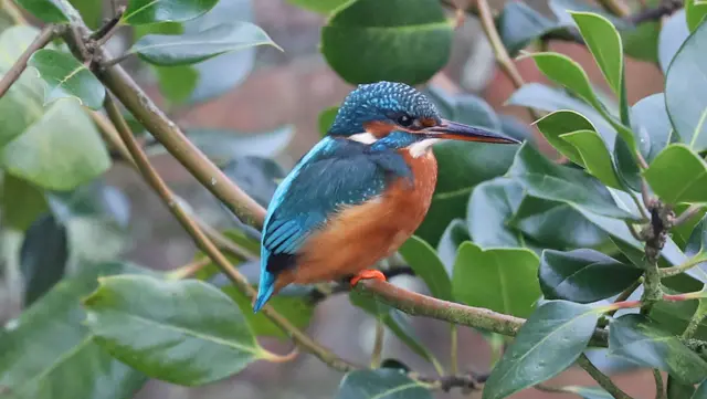 A kingfisher sitting on a branch