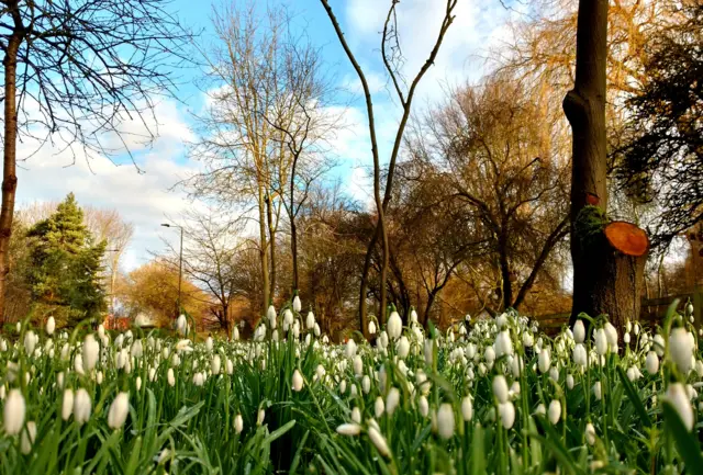 Snowdrops