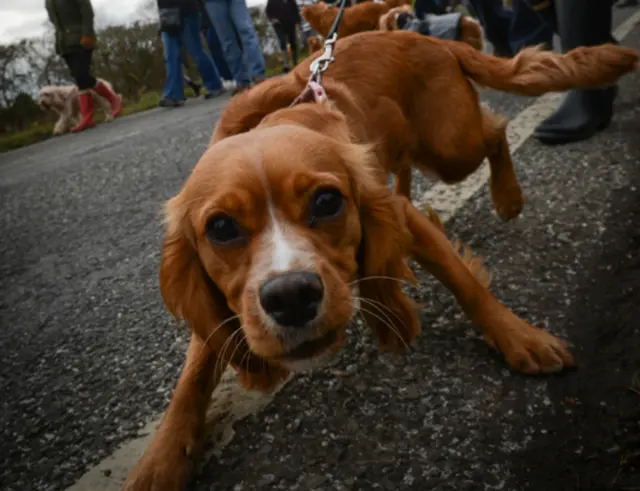 Dog