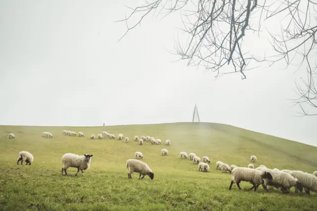 Sheep in Campbell Park