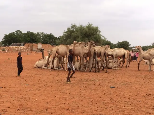 Camels and boy