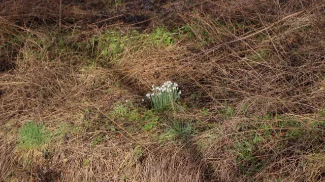 Snowdrops