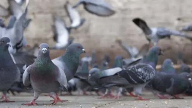 Pigeons