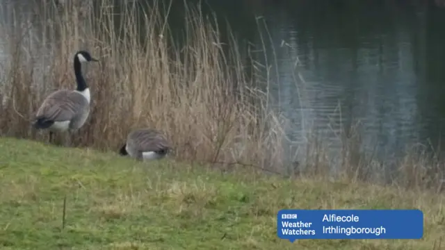 Geese in Irthlingborough