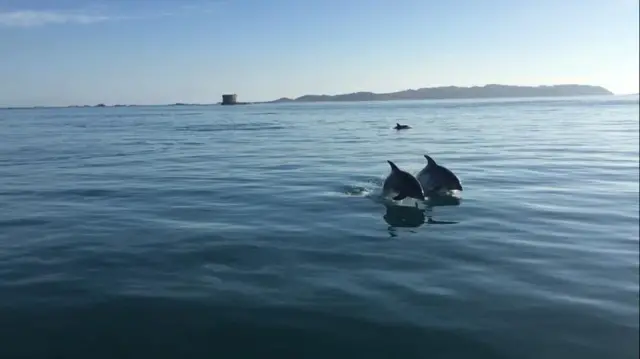 Dolphins