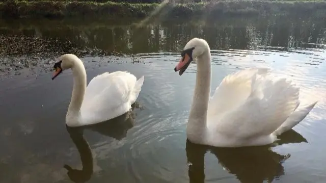 Swans in Newport