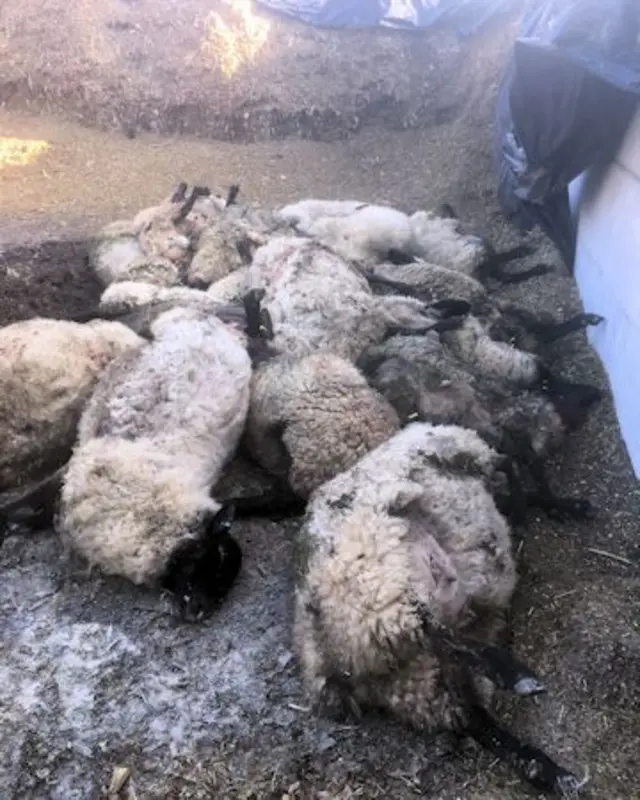 Dead sheep