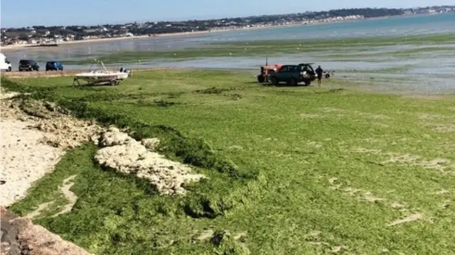 Sea lettuce