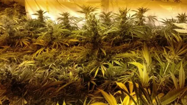 Cannabis Factory