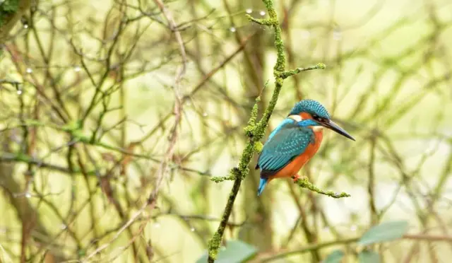 Kingfisher