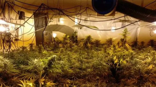 Cannabis factory